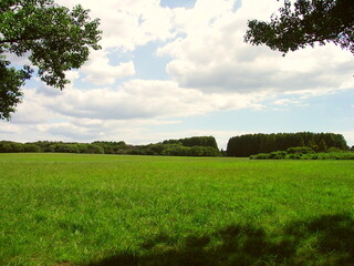 メヒシバとオヒシバの草原のある初秋の水元公園風景
