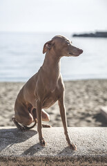 Italian Greyhound breed dog posing