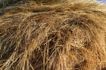 Fototapeta premium Dry Hay Full Frame Background Yellow Grass 