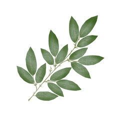 Fototapeta premium green leaves isolated on white