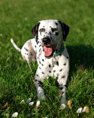 Dalmatian dog lays in the park on a grass