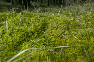 moss background