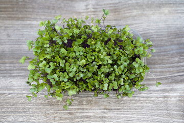 beetroot microgreens. top view. Green sprouts with a lot of vitamins and useful elements on a wooden background
