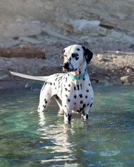 dalmatian dog on the beach stand in water