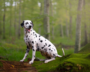 Dalmatian dog in the forest sitting on a log