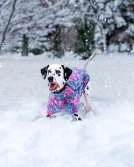 Dalmatian dog in cute outfit want to catch