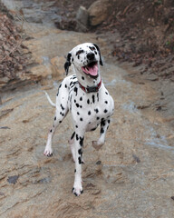 Dalmatian dog stay with paw up