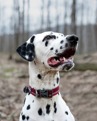 Dalmatian dog close up
