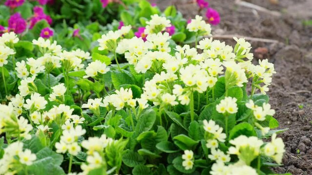 Easter concept. Primrose Primula with yellow and pink flowers in flowerbed in spring time. Inspirational natural floral spring or summer blooming garden or park. Hello spring