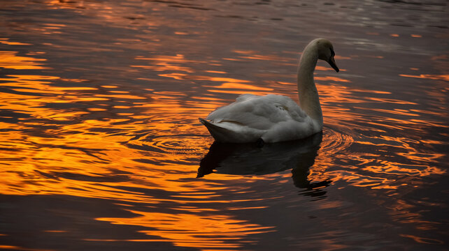 swan on the greifensee lake with the water reflection an orange sunset