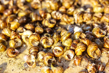 Obraz na płótnie Canvas Background with dead snail shells on the sandy seashore, riverbank in summer sunny day. View from above. Many different seashells flatly. Selective focus. Summer theme. Atlantic Sea inhabitants.