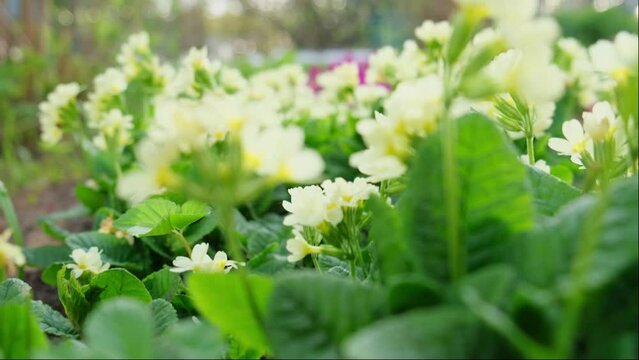 Easter concept. Primrose Primula with yellow flowers in flowerbed in spring time. Inspirational natural floral spring or summer blooming garden or park. Hello spring