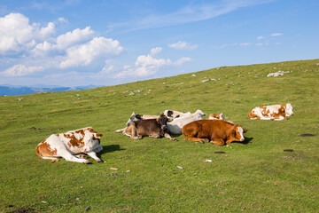 Fototapeta na wymiar Happy cows resting after grazing on a green alpine pasture in Austria
