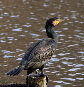 Birds - Cormorant Perched on a lakeside post