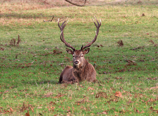 Red Stag Deer  in an English Park
