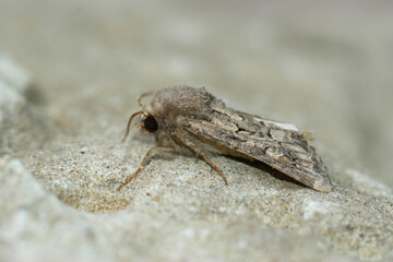 Closeup on flounced rustic owlet moth, Luperina testacea