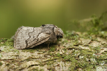 Closeup on the pale oak eggar moth, Trichiura crataegi, sitting on wood