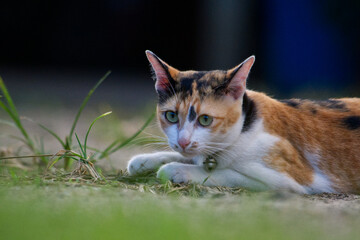 cat in the garden