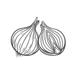 Onion whole bulb and cut into half line icon vector illustration. Hand drawn outline raw onion head with skin and roots, organic healthy shallot for cooking, spice vegetable and diet product