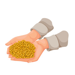 Obraz premium Hands holding grains of wheat vector illustration. Cartoon bunch of wheat seeds from agriculture field lying in palms of farmer in farming season, growth of golden organic cereal harvest in farm