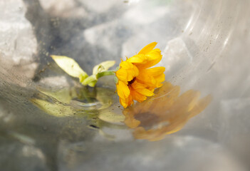 Ringelblüte im Glas mit Spiegelung