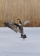 country goose branta canadensis