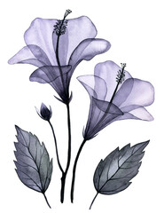 watercolor drawing. transparent tropical hibiscus flower. set with flowers and leaves, x-ray