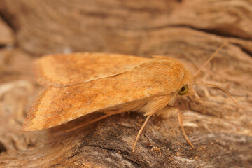 Closeup on the Mediterranean orange colored Cotton Bollworm moth, Helicoverpa armigera, sitting on wood