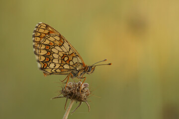 Closeup on the Mediterranean blue-eyed Provincal fritillary butterfly,Melitaea deione, sittng with closed wings in the shade