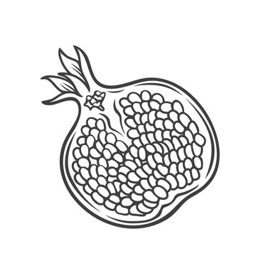 recommend clip art: Half pomegranate line icon vector illustration. Hand drawn outline summer fruit cut in half with seeds and peel, juicy natural ingredient for cooking fresh juice or smoothie, ripe pomegranate to taste