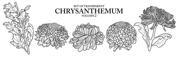 Cute hand drawn isolated black outline mums on transparent background png file (Volumn 2)