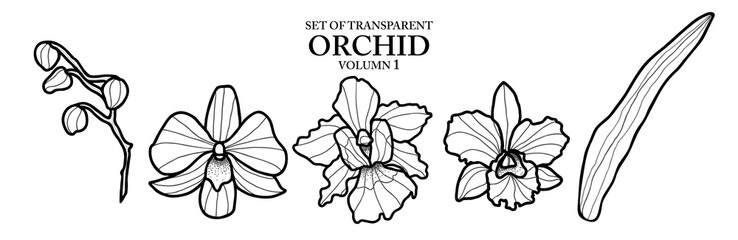Cute hand drawn isolated black outline orchid on transparent background png file (Volumn 1)