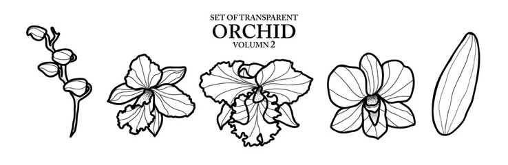 Cute hand drawn isolated black outline orchid on transparent background png file (Volumn 2) © Plawarn