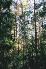 Fototapeta premium trees in the forest