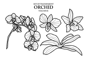 Cute hand drawn isolated black outline orchid on transparent background png file (Volumn 6)