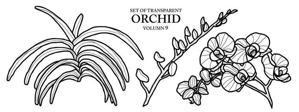 Cute hand drawn isolated black outline orchid on transparent background png file (Volumn 9)