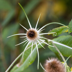 close up of a teasel. seed head. 