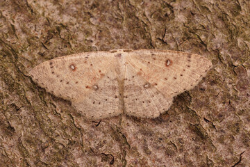 Closeup on a Birch Mocha geometer moth, Cyclophora albipunctata with spread wings on a piece of wood