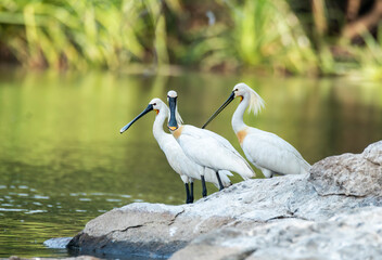 A group of Spoon bills drinking water from Cauvery river inside Ranganathittu Bird Sanctuary during a boat ride. - obrazy, fototapety, plakaty