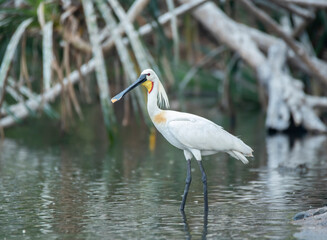 A group of Spoon bills drinking water from Cauvery river inside Ranganathittu Bird Sanctuary during a boat ride.