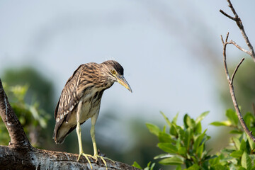 An indian pond heron perched on a branch inside Ranganathittu Bird Sanctuary on the outskirts of Mysore during a boat ride