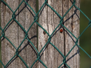 Coccinella solitaria