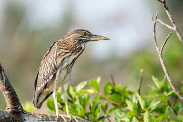 An indian pond heron perched on a branch inside Ranganathittu Bird Sanctuary on the outskirts of Mysore during a boat ride