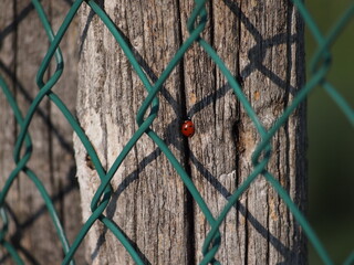 Coccinella solitaria