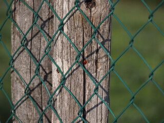 Coccinella solitaria