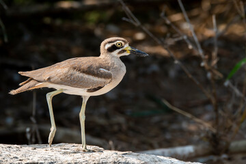 A stone curlew or great thicknee resting on a boulder submerged in kaveri river during a boat ride