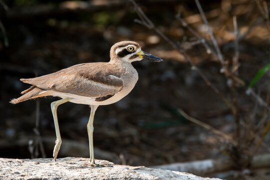A stone curlew or great thicknee resting on a boulder submerged in kaveri river during a boat ride