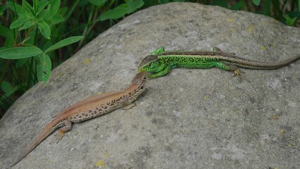 Common sand lizard (Lacerta agilis) couple basking