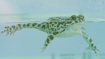Portrait of green frog at water surface willing to go out from aquarium