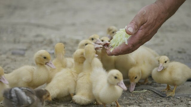 Detail of man hands feeding baby ducks and chicken, healthy food, bie